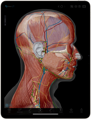 iPad Air 正展示 Human Anatomy Atlas app